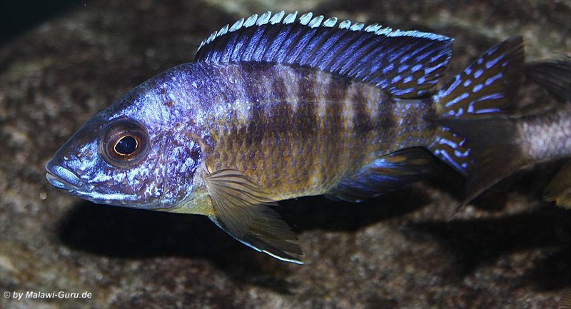 Aulonocara koningsi 'Mbenji Island'